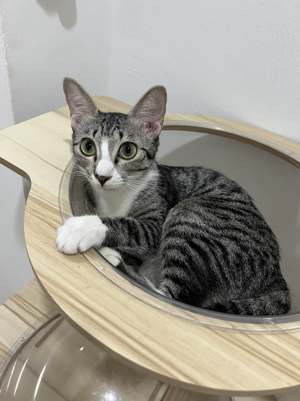 Joky - Domestic Short Hair Cat
