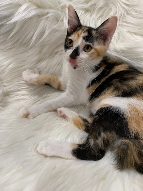 Rosita - Domestic Short Hair Cat
