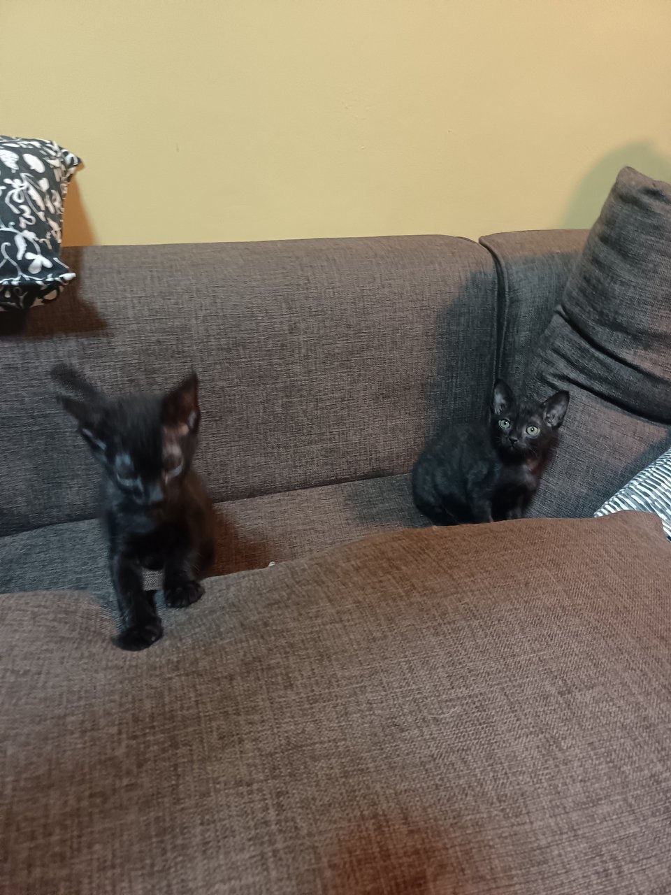 Baby Girls - Domestic Short Hair + Domestic Medium Hair Cat