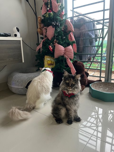 Leoandjuly - Maine Coon + Ragdoll Cat