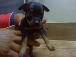 Mini Pinscher - Miniature Pinscher Dog