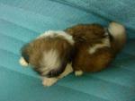 Miniature Shih Tzu - Shih Tzu Dog