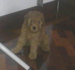 Home Bred Red Toy Poodle - Poodle Dog