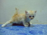 Cream Persian Kitten - Persian + Domestic Long Hair Cat