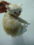 Cream Persian Kitten - Persian + Domestic Long Hair Cat