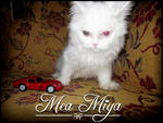 Mea Miya - Domestic Long Hair Cat