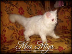 Mea Miya - Domestic Long Hair Cat