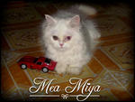 Mea Miya - Domestic Long Hair Cat