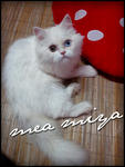 Mea Miya - Domestic Long Hair Cat