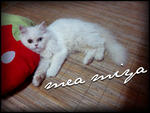 Mea Miya - Domestic Long Hair Cat