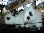 Cute 'panda' Rabbit - Lionhead Rabbit