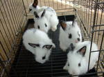 Cute 'panda' Rabbit - Lionhead Rabbit