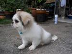 Chico (Owner's Pet) - Pekingese Dog