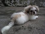 Chico (Owner's Pet) - Pekingese Dog