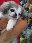 Chico (Owner's Pet) - Pekingese Dog