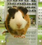 Cici (Guinea Pig) - Guinea Pig Small & Furry