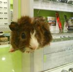 Cici (Guinea Pig) - Guinea Pig Small & Furry