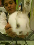 Putih - Bunny Rabbit Rabbit