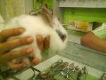 Putih - Bunny Rabbit Rabbit