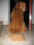 Flyer - Golden Retriever Dog