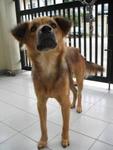 Kiki - Mixed Breed Dog