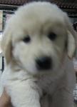 Golden Retriever Puppy - Golden Retriever Dog