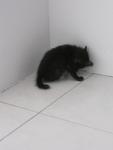 Adik Kecik - Domestic Short Hair Cat