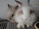 Pin Pin &amp; Pon Pon - Jersey Wooly + Lionhead Rabbit