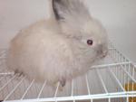 Pin Pin &amp; Pon Pon - Jersey Wooly + Lionhead Rabbit