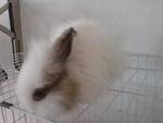 Pin Pin &amp; Pon Pon - Jersey Wooly + Lionhead Rabbit