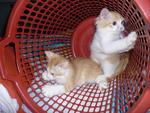 PF14790 - Persian + Turkish Van Cat