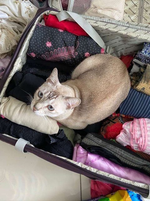 Bateekha - Domestic Short Hair Cat