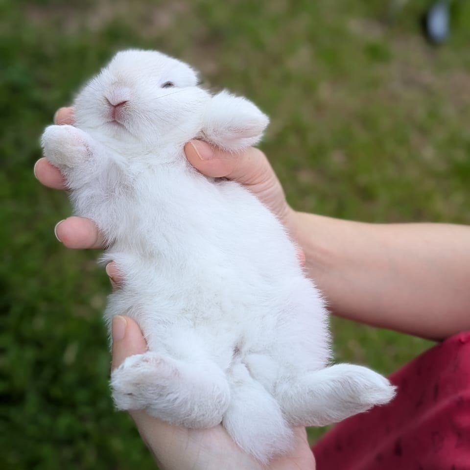 PF147018 - Dwarf Rabbit