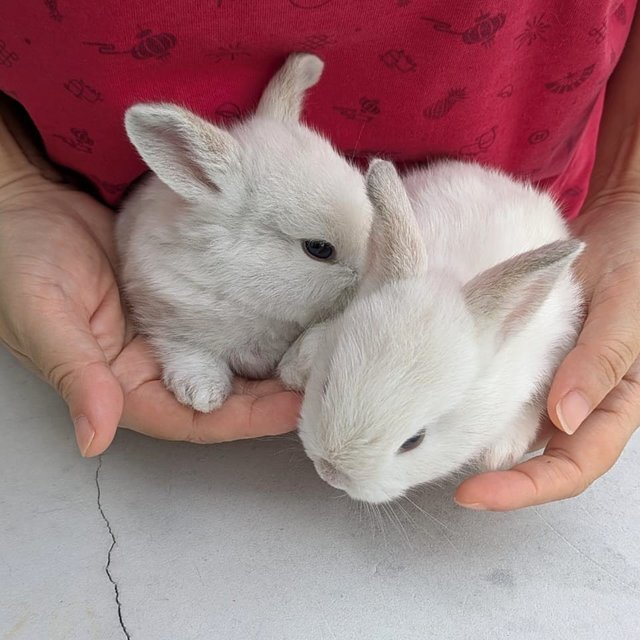PF147018 - Dwarf Rabbit