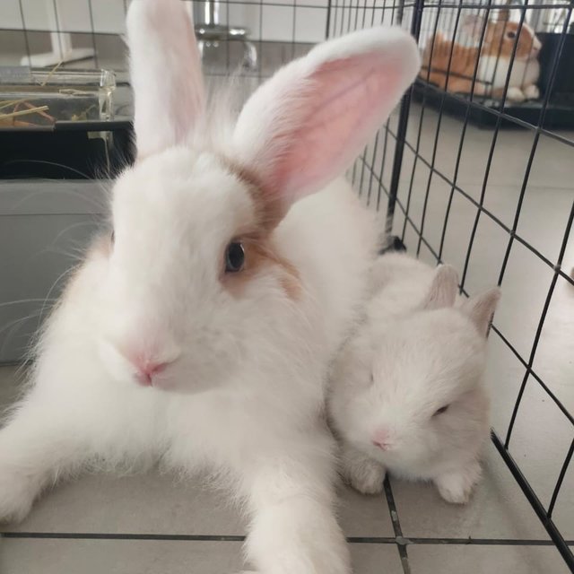 PF147018 - Dwarf Rabbit