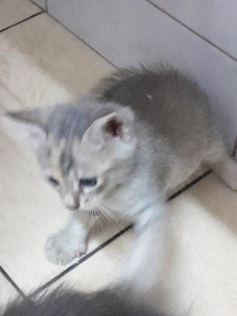 Pippo - Domestic Medium Hair Cat