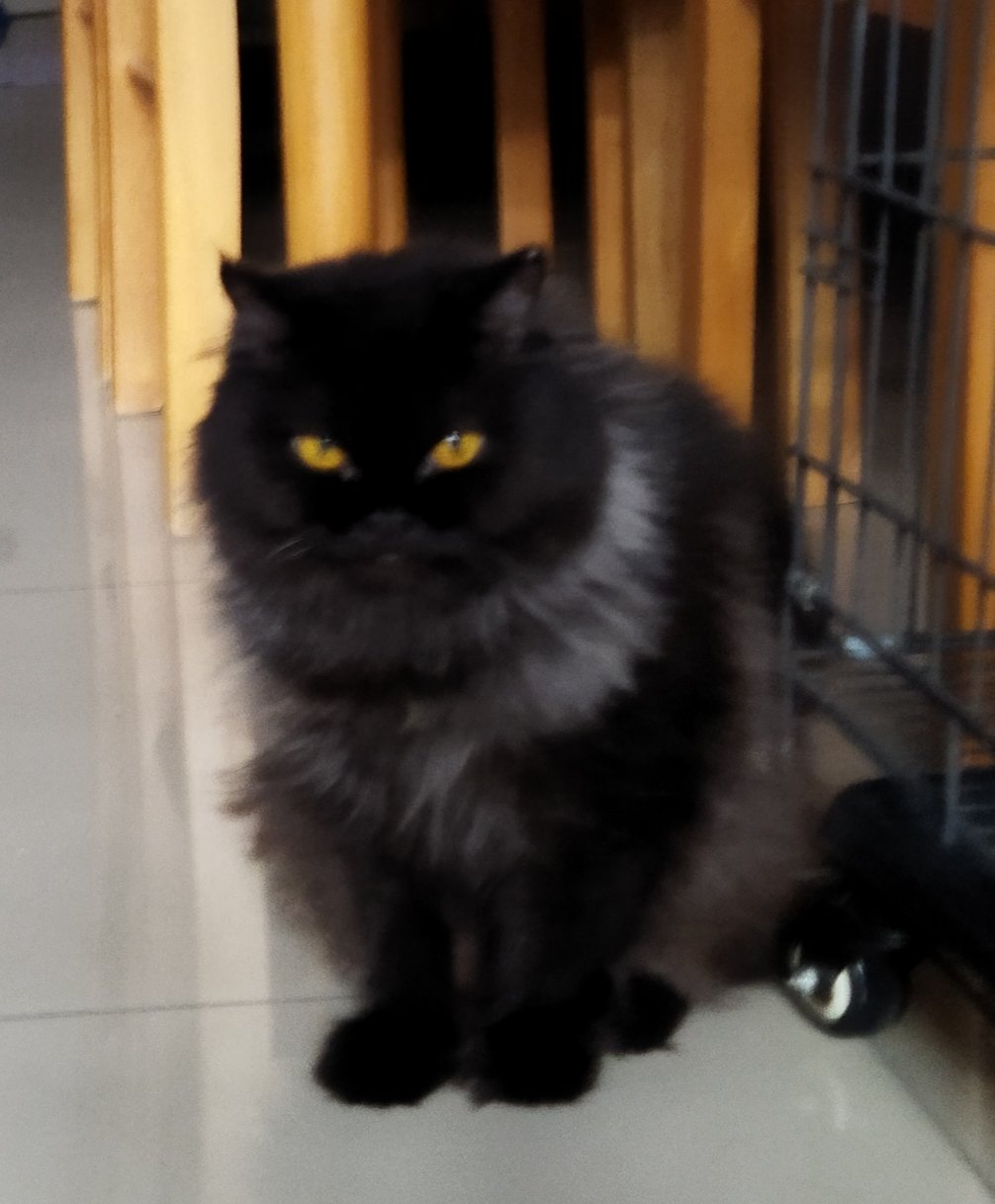 Pretty  - Persian Cat