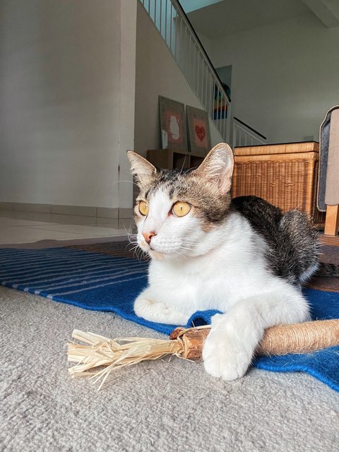 Mango - Domestic Short Hair Cat
