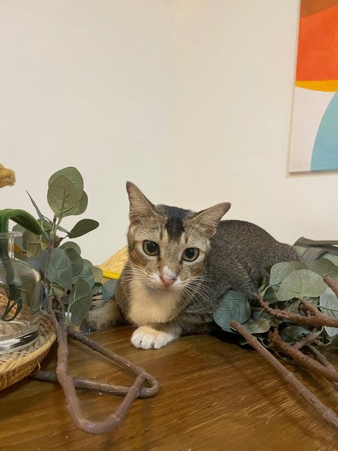 Omot - Domestic Short Hair Cat