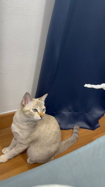Fawziya - Domestic Short Hair Cat
