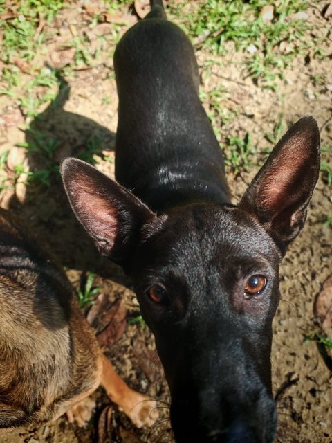 Choco And Shadow  - Belgian Shepherd Malinois Mix Dog