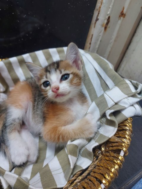 Brownie - Domestic Medium Hair Cat