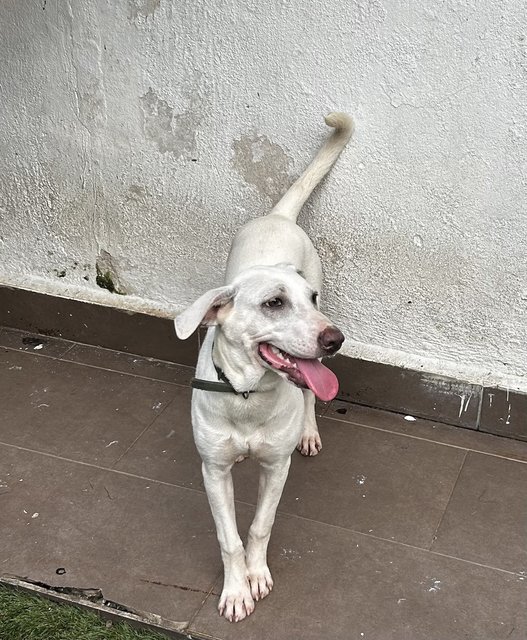 Labrador Retriever Mixed - Labrador Retriever + English Pointer Dog
