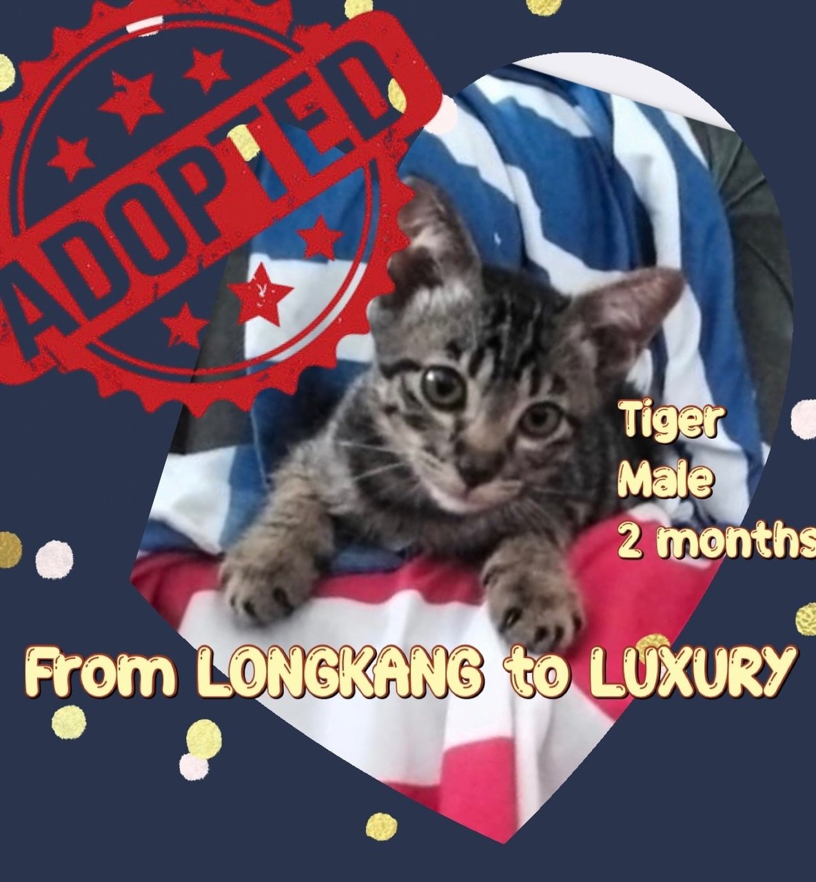 Tiger - Domestic Short Hair Cat