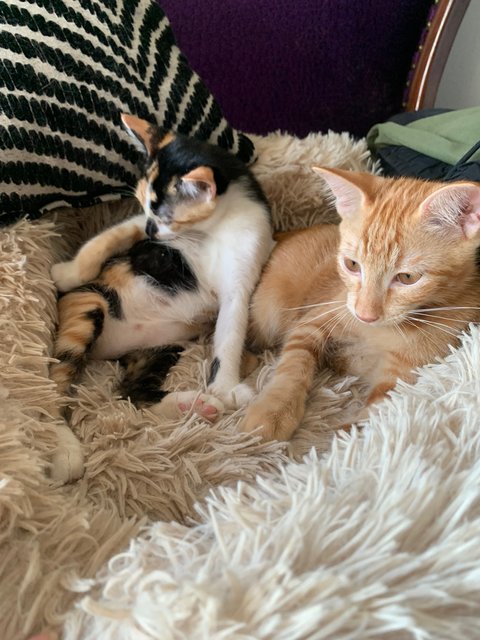 Manga  - Calico Cat
