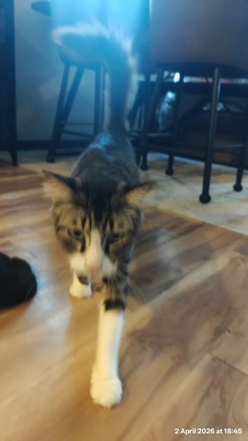 Pitchgal &amp; Tabbyboy - Domestic Short Hair Cat