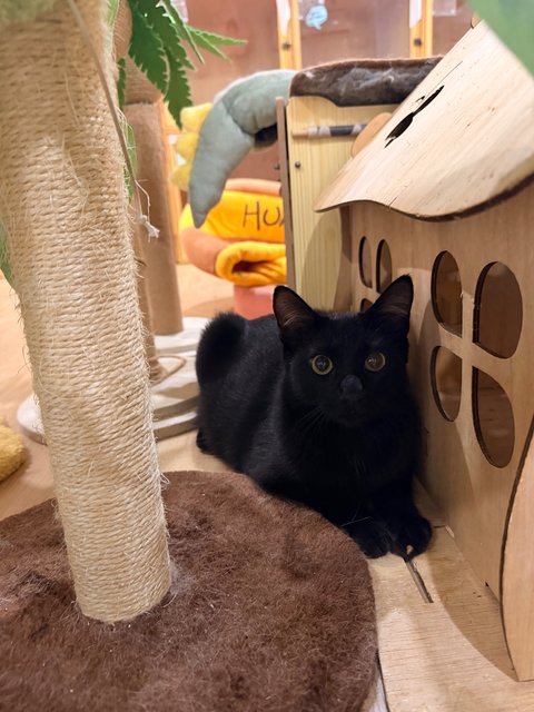 Jet - Domestic Short Hair Cat