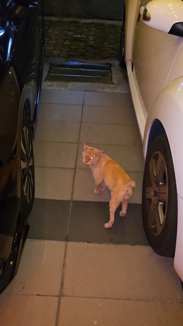 Rascal - Domestic Short Hair Cat