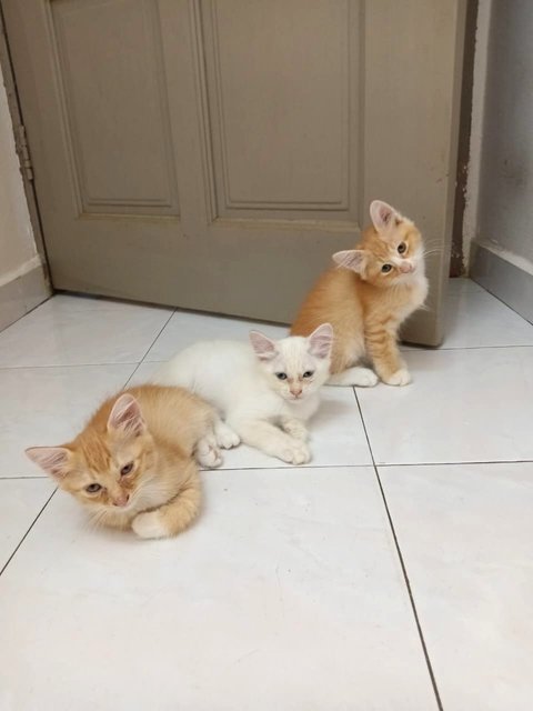 Kittens - Domestic Long Hair Cat