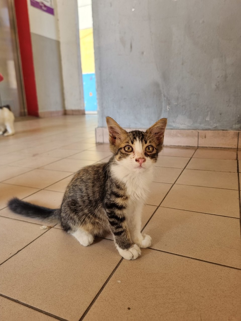 Jayton - Tabby Cat